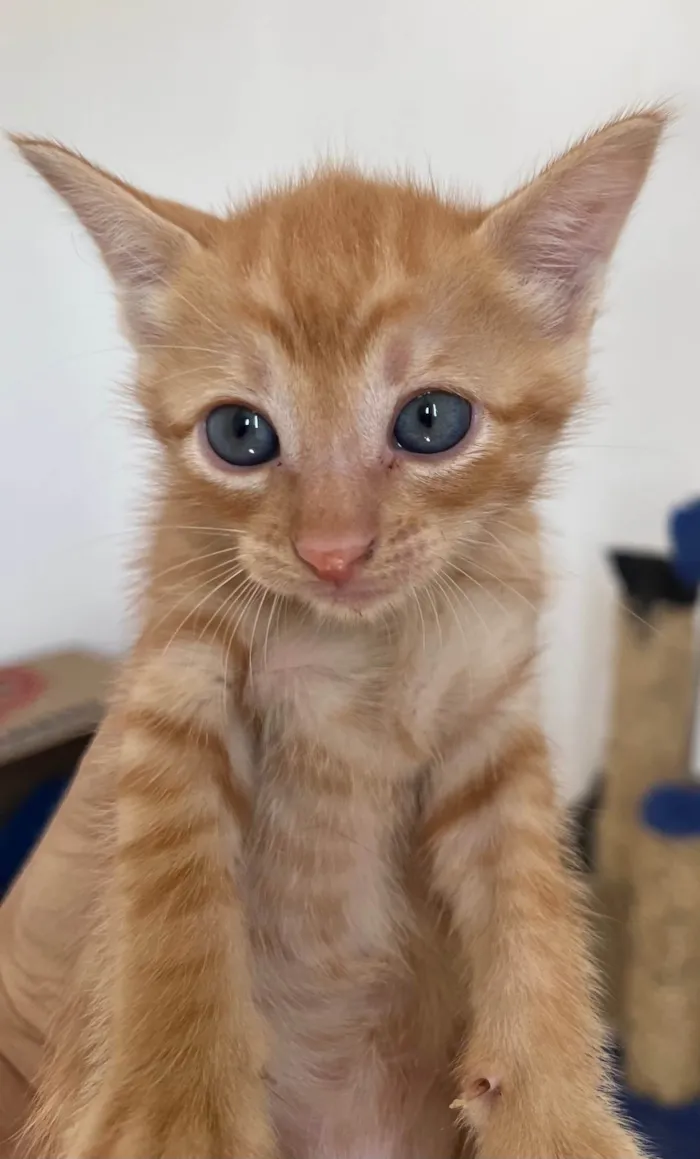 Gato ra a SRD-ViraLata idade Abaixo de 2 meses nome Tony