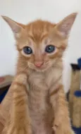 Tony