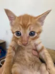 Tony