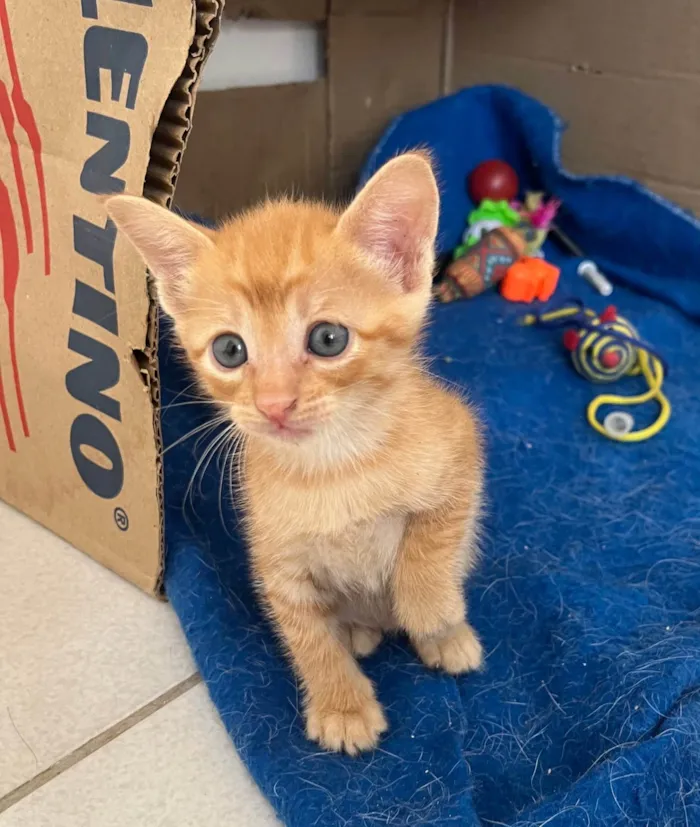Gato ra a SRD-ViraLata idade Abaixo de 2 meses nome Tony