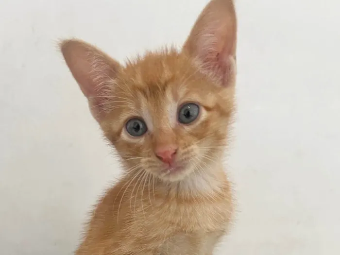 Gato ra a SRD-ViraLata idade Abaixo de 2 meses nome Tony