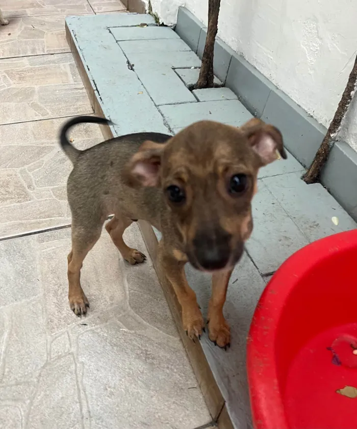 Cachorro ra a SRD-ViraLata idade 2 a 6 meses nome Bee