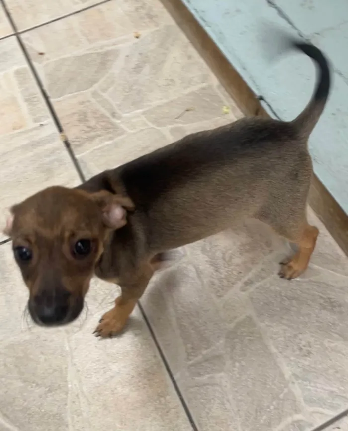 Cachorro ra a SRD-ViraLata idade 2 a 6 meses nome Bee