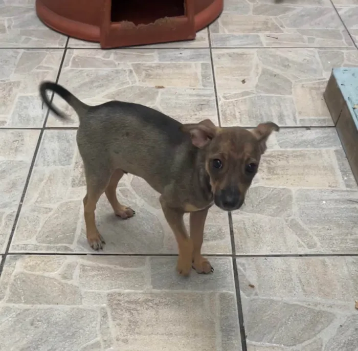 Cachorro ra a SRD-ViraLata idade 2 a 6 meses nome Bee