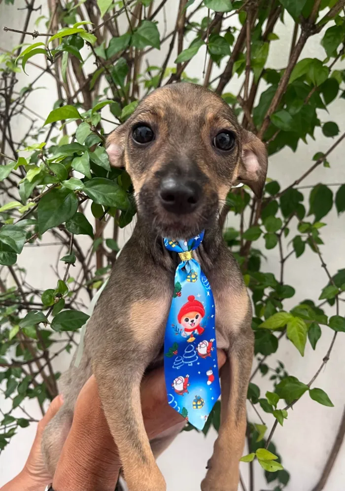 Cachorro ra a SRD-ViraLata idade 2 a 6 meses nome Bee