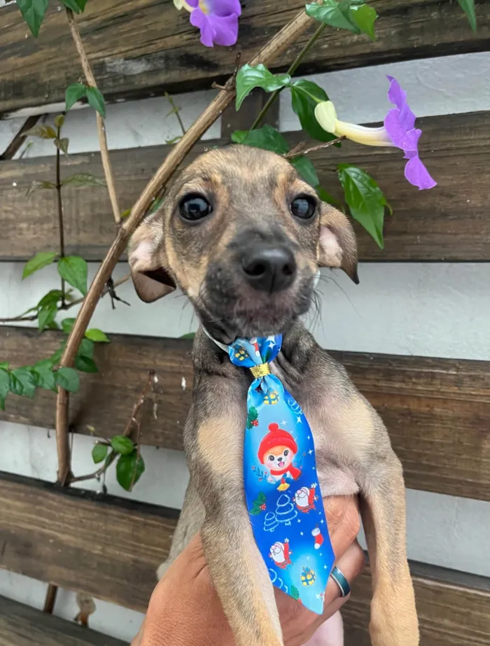 Cachorro ra a SRD-ViraLata idade 2 a 6 meses nome Bee