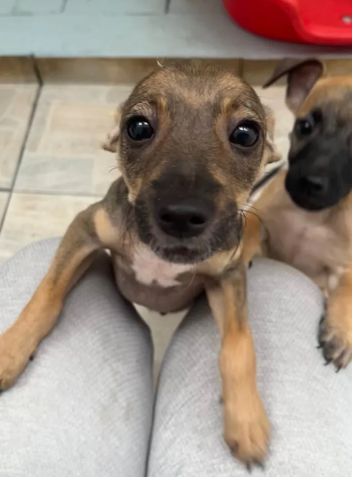 Cachorro ra a SRD-ViraLata idade 2 a 6 meses nome Bee