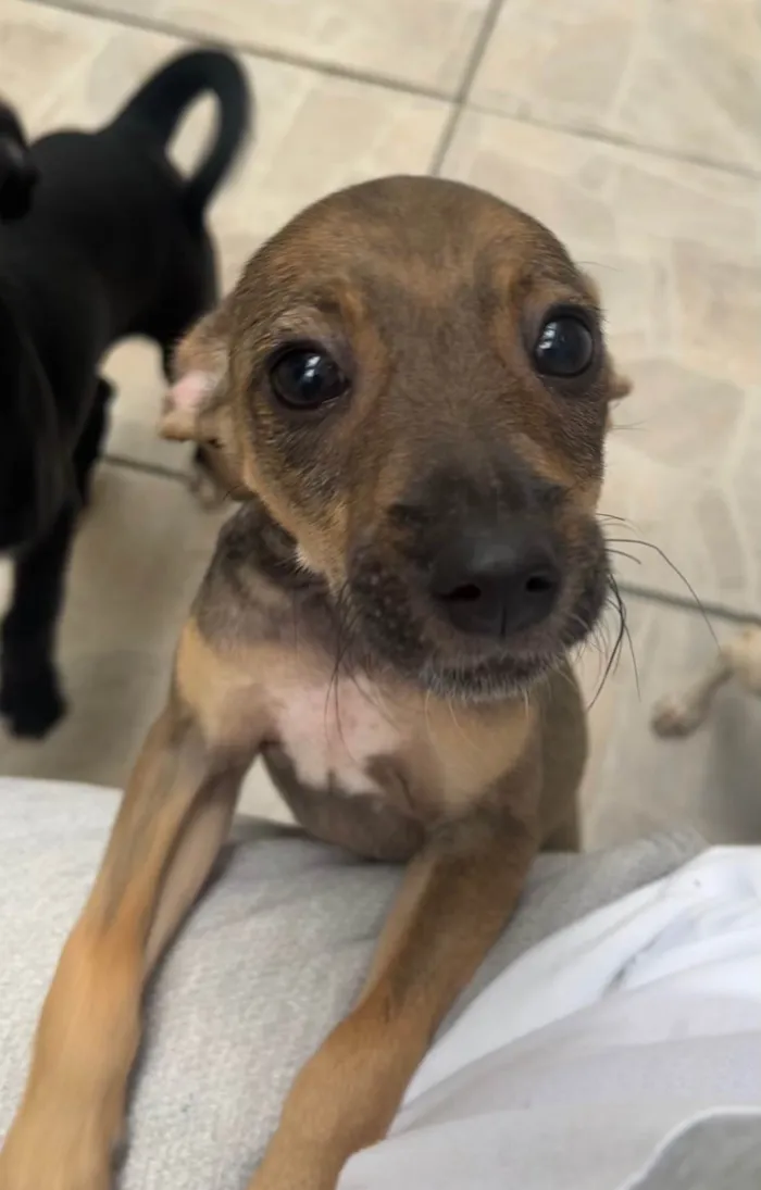 Cachorro ra a SRD-ViraLata idade 2 a 6 meses nome Bee