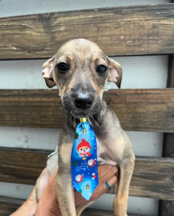 Cachorro ra a SRD-ViraLata idade 2 a 6 meses nome Bee
