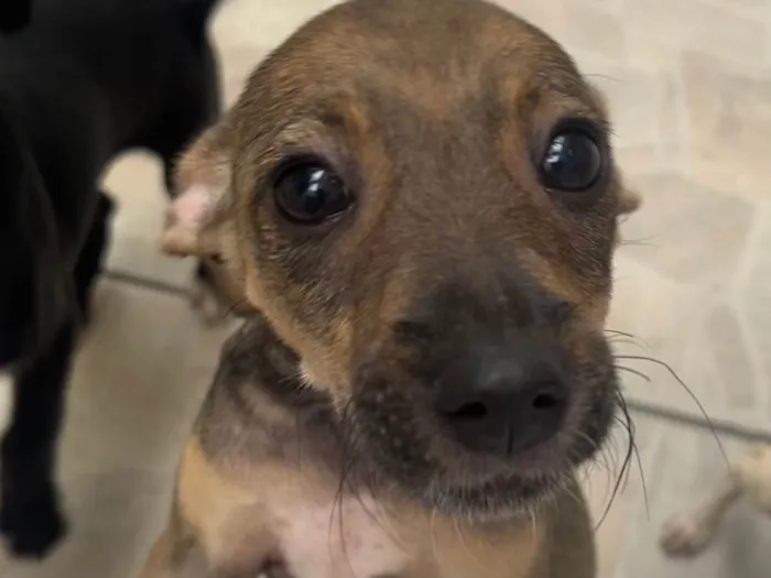 Cachorro ra a SRD-ViraLata idade 2 a 6 meses nome Bee