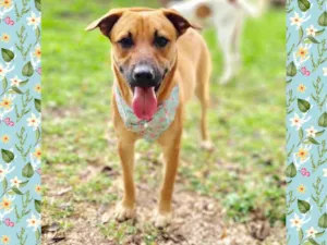 Cachorro raça SRD-ViraLata idade 1 ano nome NAKA
