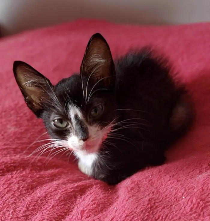 Gato ra a SRD-ViraLata idade Abaixo de 2 meses nome Dudu 