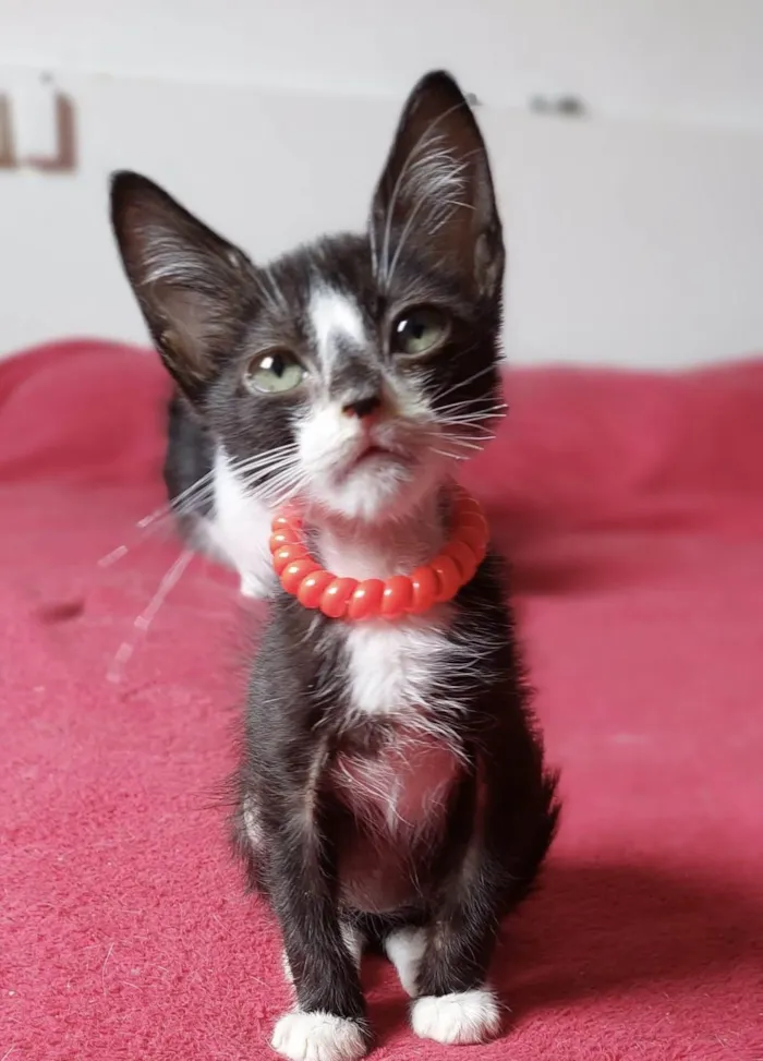 Gato ra a SRD-ViraLata idade Abaixo de 2 meses nome Dudu 