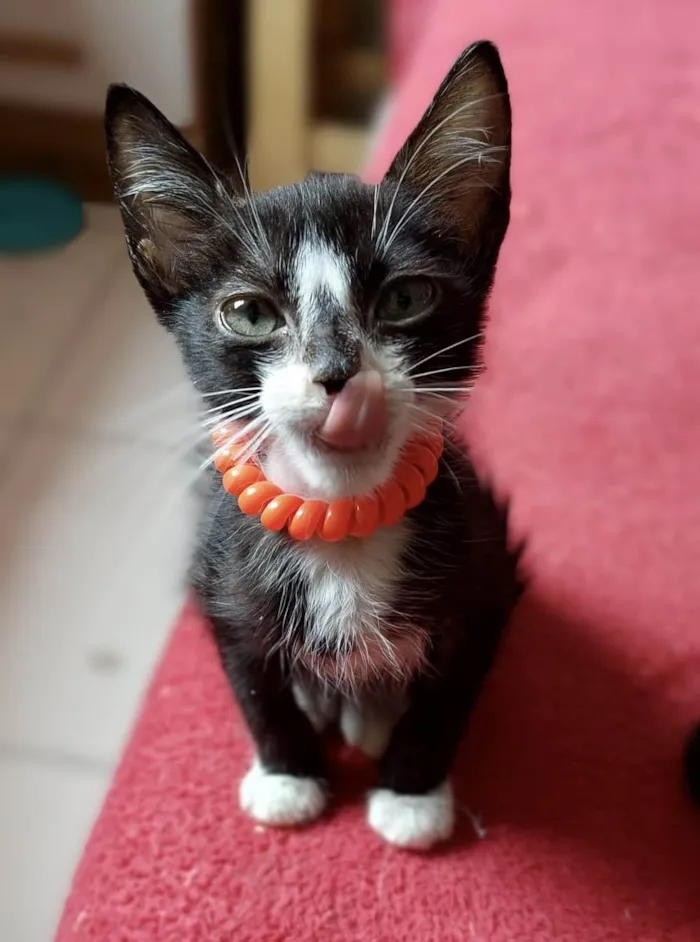 Gato ra a SRD-ViraLata idade Abaixo de 2 meses nome Dudu 