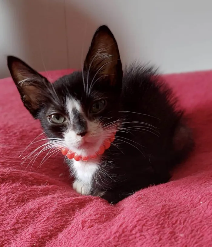 Gato ra a SRD-ViraLata idade Abaixo de 2 meses nome Dudu 