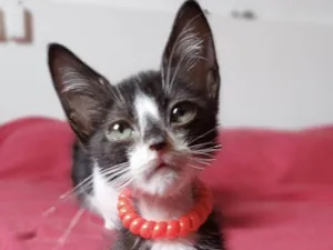 Gato raça SRD-ViraLata idade Abaixo de 2 meses nome Dudu 
