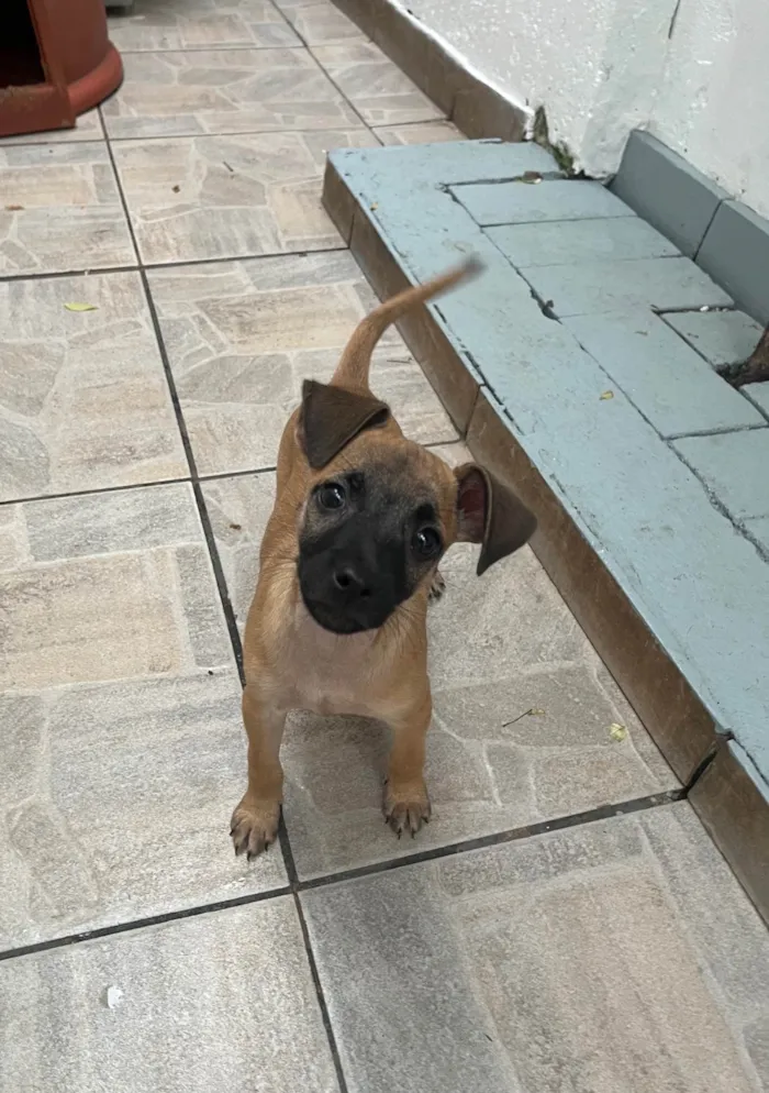 Cachorro ra a SRD-ViraLata idade 2 a 6 meses nome Barney