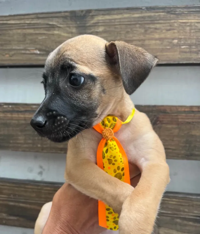 Cachorro ra a SRD-ViraLata idade 2 a 6 meses nome Barney