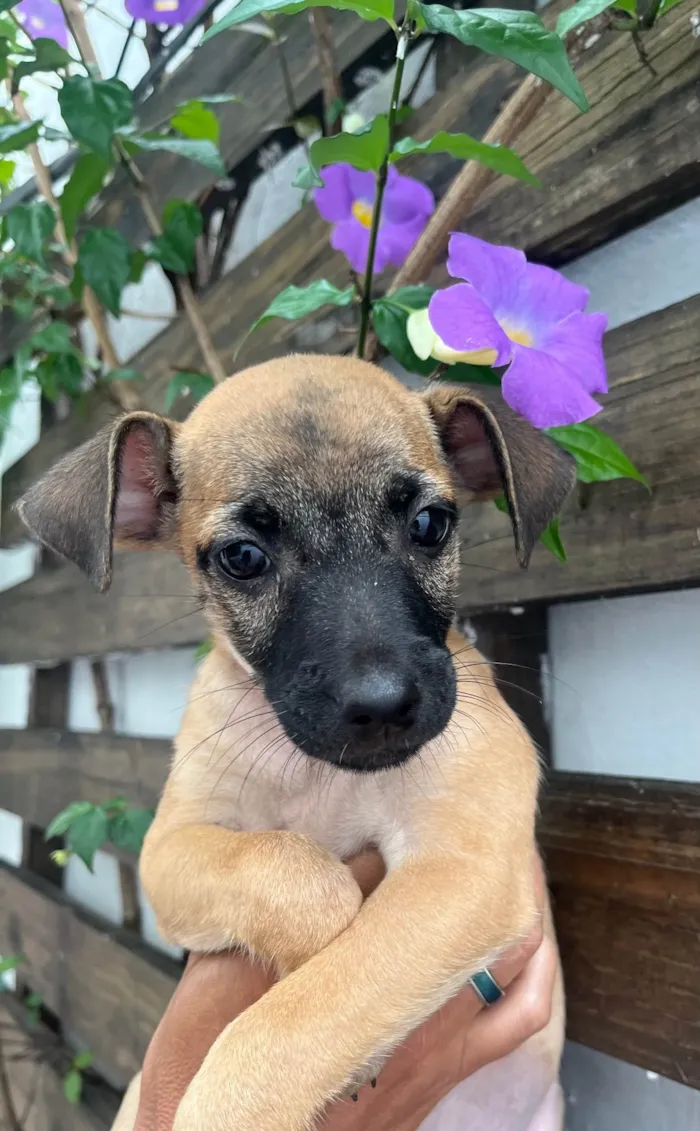 Cachorro ra a SRD-ViraLata idade 2 a 6 meses nome Barney