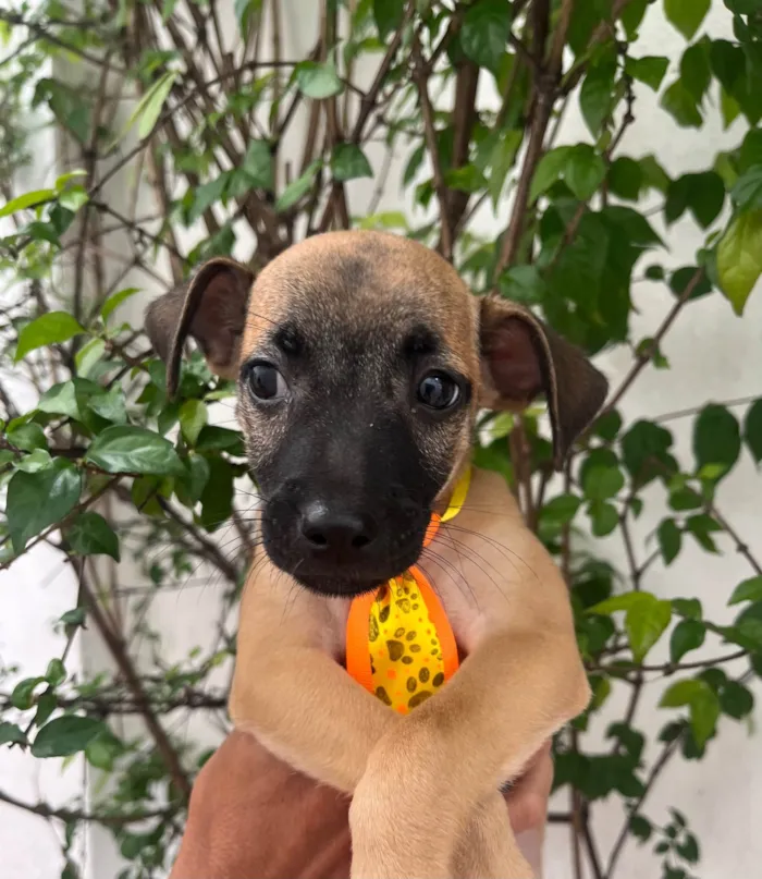 Cachorro ra a SRD-ViraLata idade 2 a 6 meses nome Barney