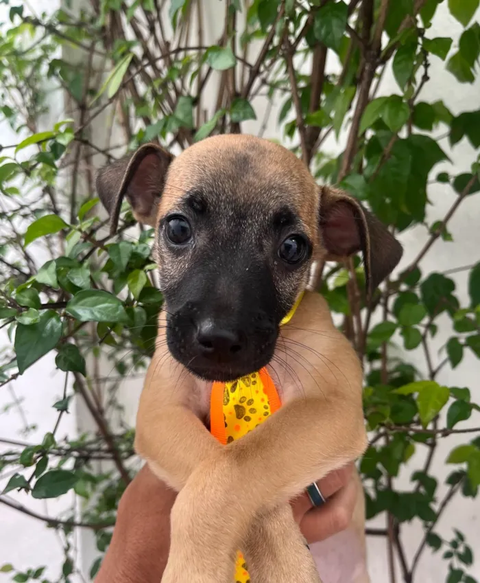 Cachorro ra a SRD-ViraLata idade 2 a 6 meses nome Barney