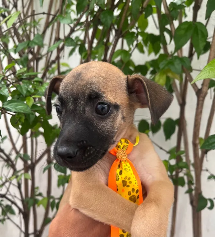 Cachorro ra a SRD-ViraLata idade 2 a 6 meses nome Barney