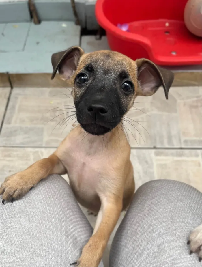 Cachorro ra a SRD-ViraLata idade 2 a 6 meses nome Barney