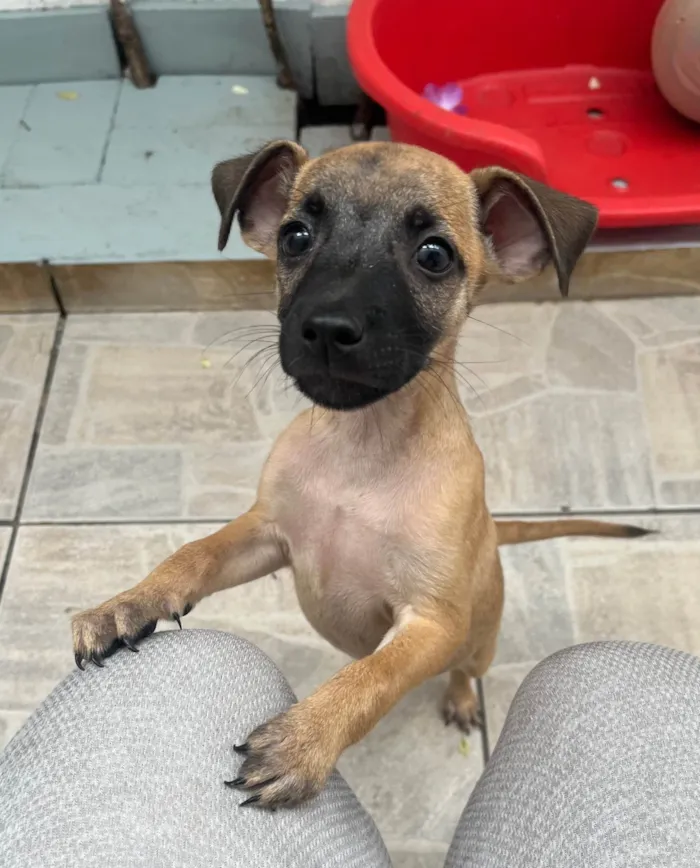 Cachorro ra a SRD-ViraLata idade 2 a 6 meses nome Barney