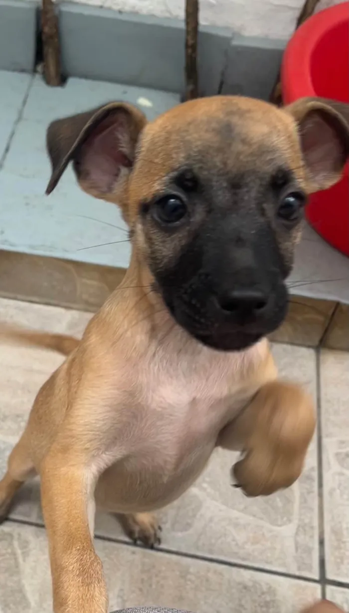 Cachorro ra a SRD-ViraLata idade 2 a 6 meses nome Barney