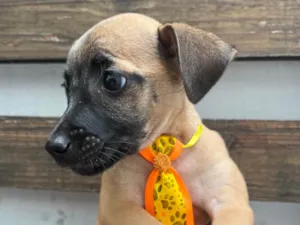 Cachorro raça SRD-ViraLata idade 2 a 6 meses nome Barney