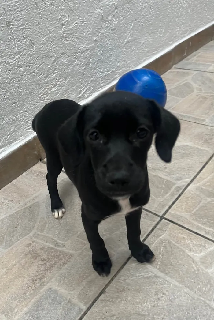 Cachorro ra a SRD-ViraLata idade 2 a 6 meses nome Black