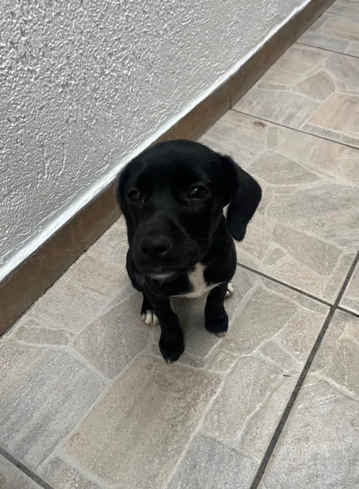 Cachorro ra a SRD-ViraLata idade 2 a 6 meses nome Black