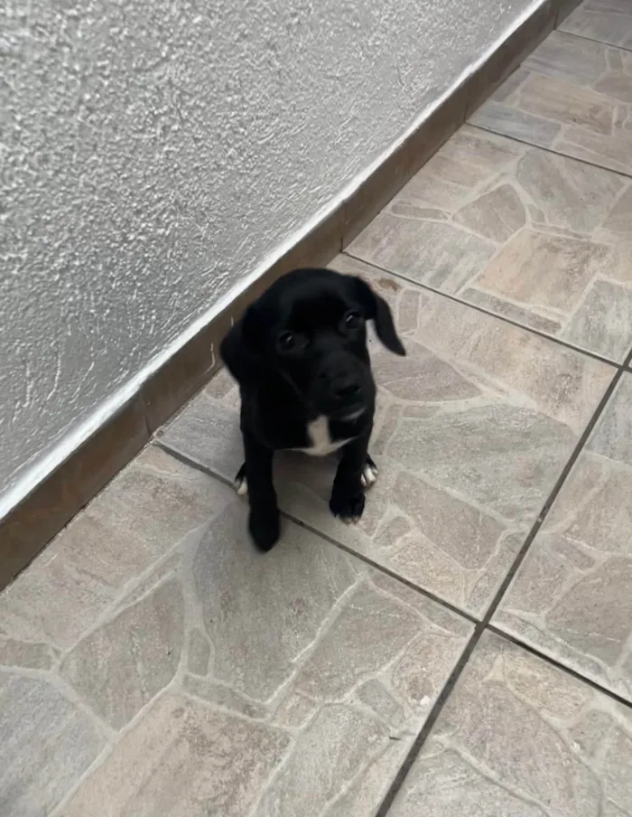 Cachorro ra a SRD-ViraLata idade 2 a 6 meses nome Black