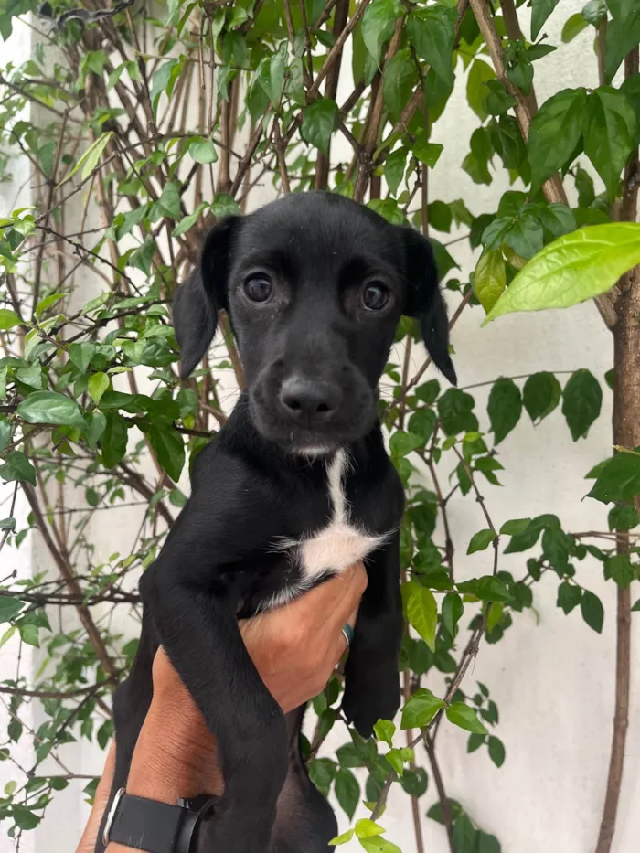 Cachorro ra a SRD-ViraLata idade 2 a 6 meses nome Black