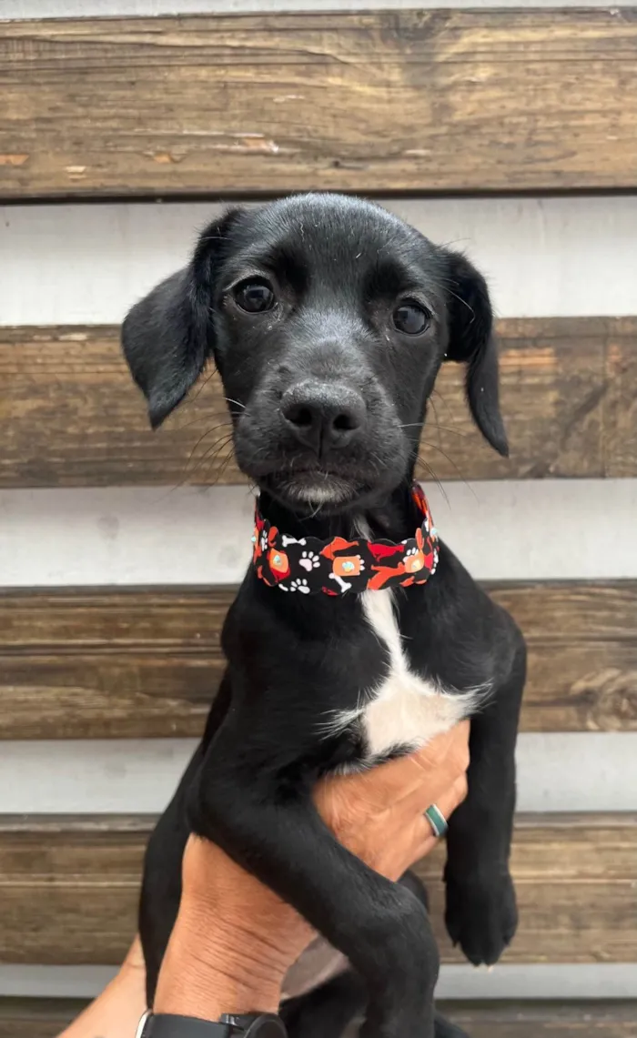 Cachorro ra a SRD-ViraLata idade 2 a 6 meses nome Black