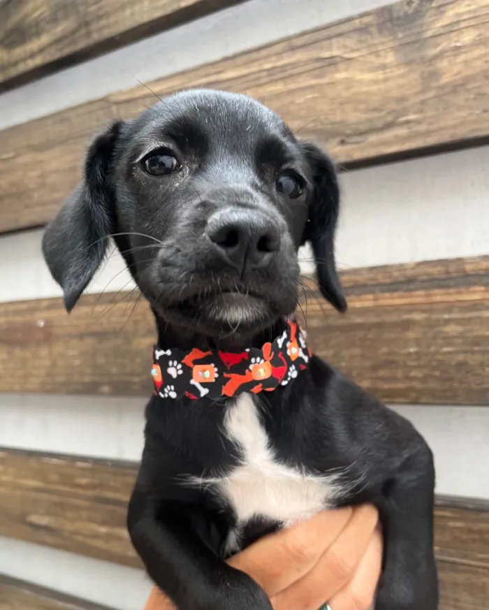 Cachorro ra a SRD-ViraLata idade 2 a 6 meses nome Black