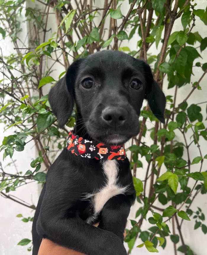 Cachorro ra a SRD-ViraLata idade 2 a 6 meses nome Black