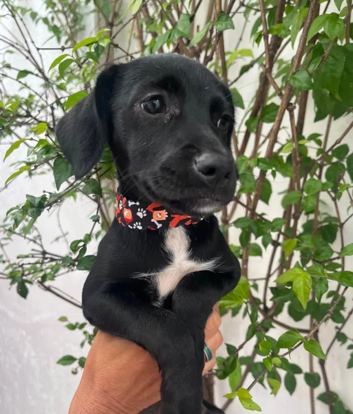 Cachorro ra a SRD-ViraLata idade 2 a 6 meses nome Black