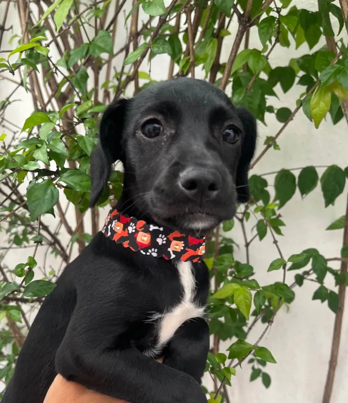 Cachorro ra a SRD-ViraLata idade 2 a 6 meses nome Black