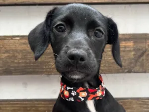 Cachorro raça SRD-ViraLata idade 2 a 6 meses nome Black