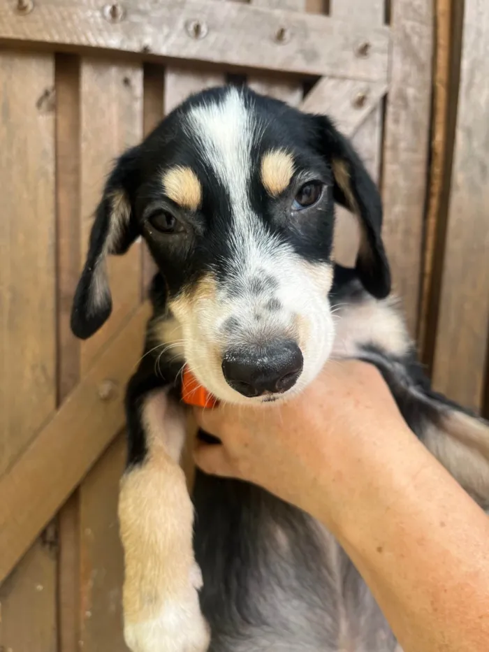 Cachorro ra a SRD-ViraLata idade 2 a 6 meses nome Nenê