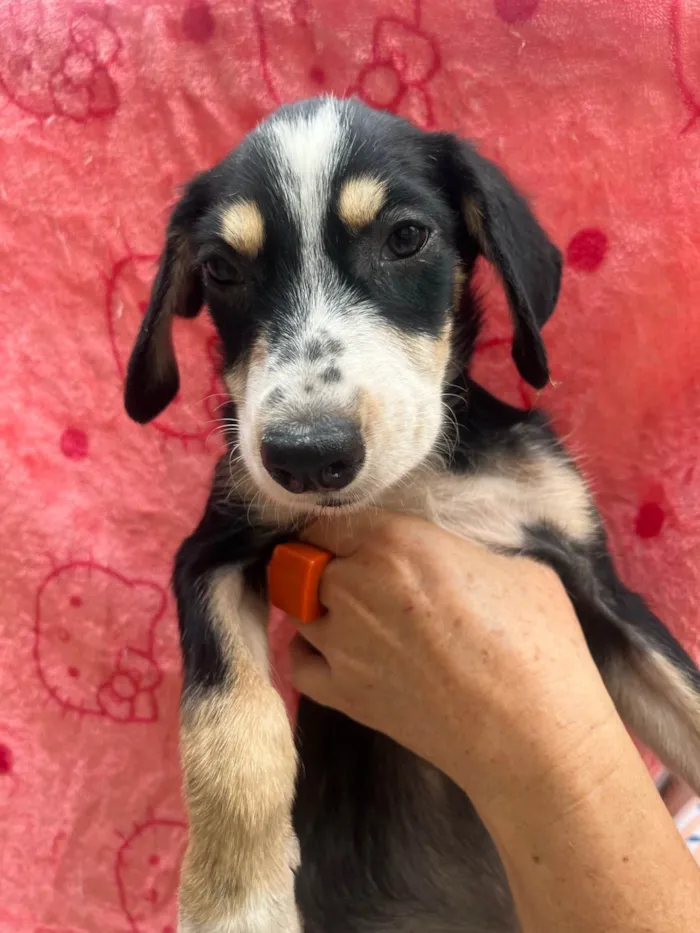 Cachorro ra a SRD-ViraLata idade 2 a 6 meses nome Nenê