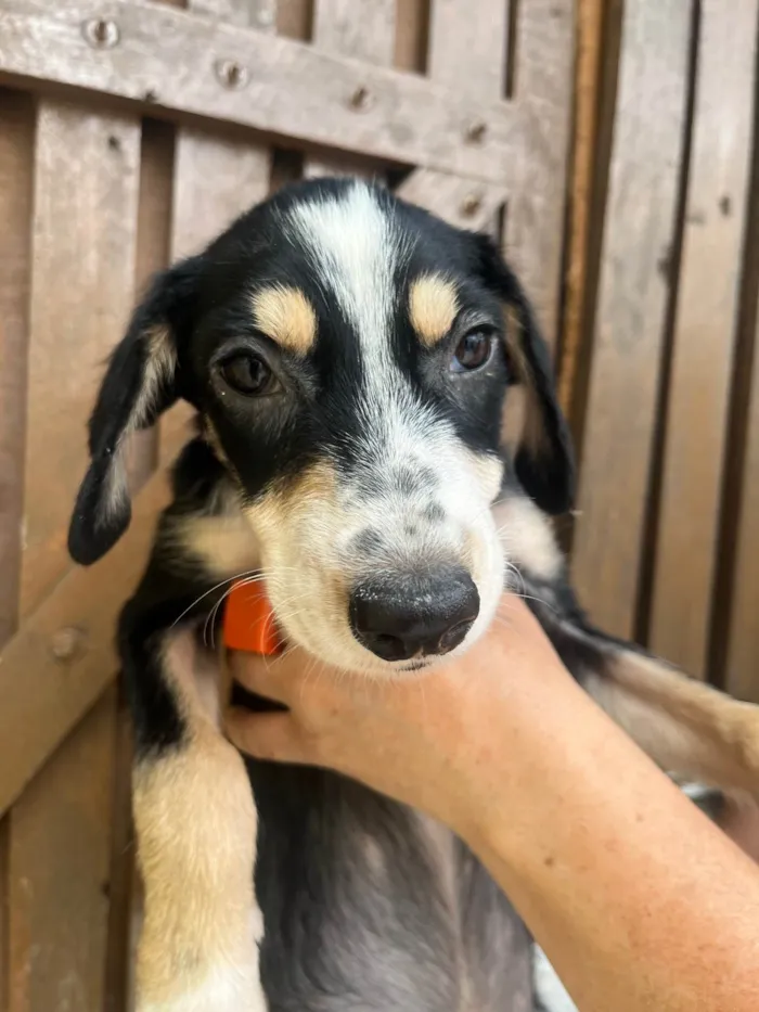 Cachorro ra a SRD-ViraLata idade 2 a 6 meses nome Nenê