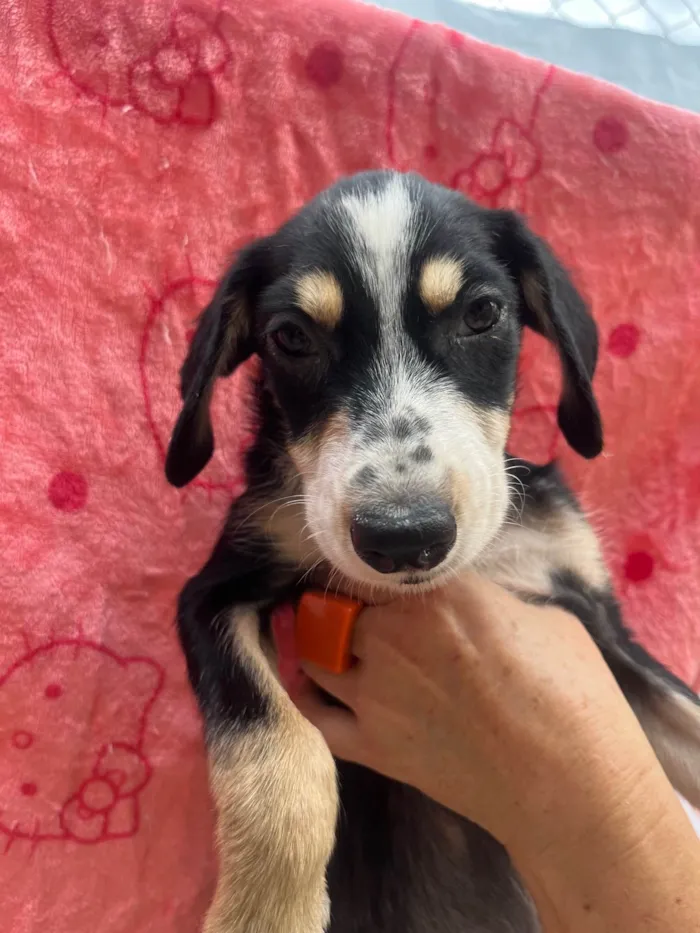 Cachorro ra a SRD-ViraLata idade 2 a 6 meses nome Nenê