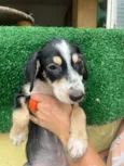 Nenê