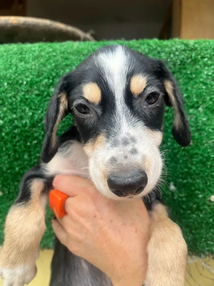 Cachorro ra a SRD-ViraLata idade 2 a 6 meses nome Nenê