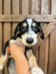 Nenê