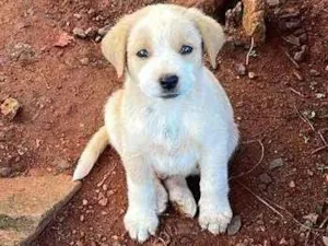 Cachorro raça SRD-ViraLata idade 2 a 6 meses nome Lucas 