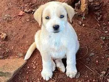 Cachorro ra a SRD-ViraLata idade 2 a 6 meses nome Lucas 