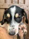 Nenê